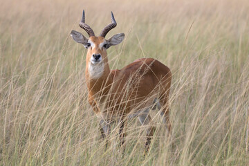 Naklejka na ściany i meble Ugandan kob antelope still in front of green landscape