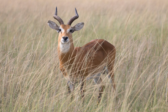 Ugandan kob antelope still in front of green landscape