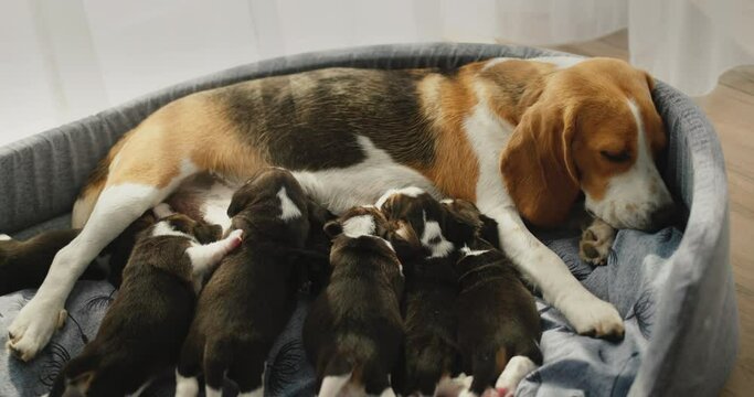 A female beagle feeds her puppies, lies on the floor in the house