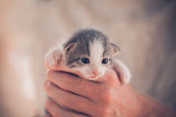 Cute small kitten in owner hand