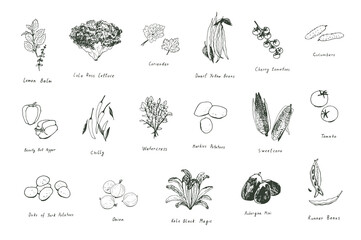 vegetables vector line illustrations set