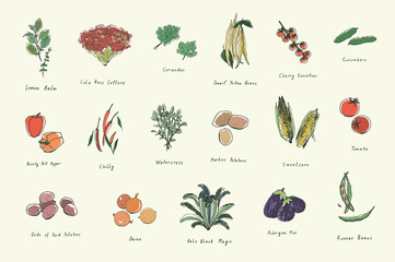 vegetables vector color illustrations set - obrazy, fototapety, plakaty