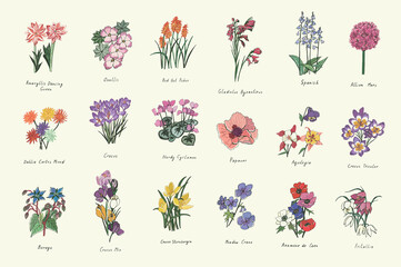 spring flowers vector illustrations set - obrazy, fototapety, plakaty