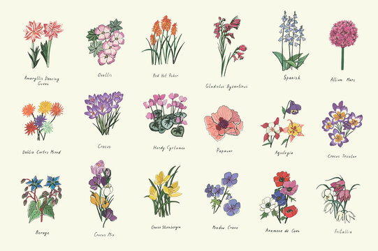 spring flowers vector illustrations set