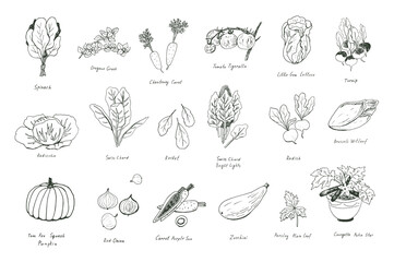 Fototapeta premium vegetables vector line illustrations set
