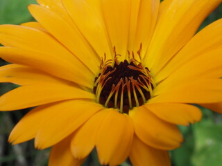Calendula officinalis, die Ringelblume kommt in verschiedenen Farben und Formen vor