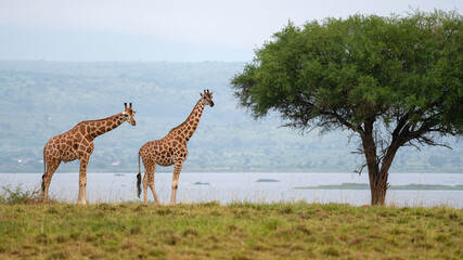 Baringo Giraffe, Giraffa camelopardalis