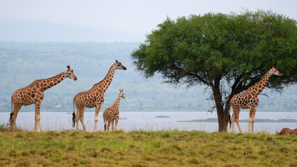 Fototapeta premium Baringo Giraffe, Giraffa camelopardalis