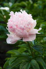 Angel Cheeks  double pink flower peony lactiflora in summer garden, close-up © anatoliil