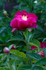Karen Gray japanese type fuchsia red  flower peony lactiflora in summer garden, close-up