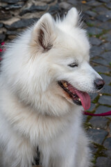 Samojede / Samoyed