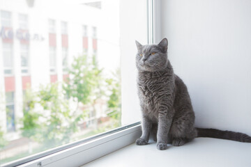 gray purebred cat sitting on the windowsill in the house. cat at the window