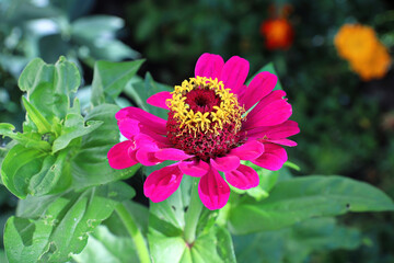 Closeup of a pink zinnia flower against leaves