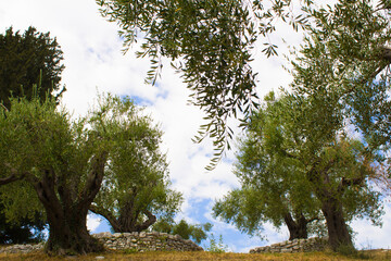 Olive trees in the garden. Close-up. Greece.