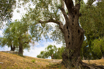 Fototapeta na wymiar Close-up on old olive tree in the garden. Greece.