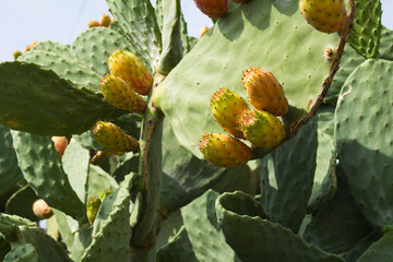 Close-up on edible cactus fruit. Natural  background.