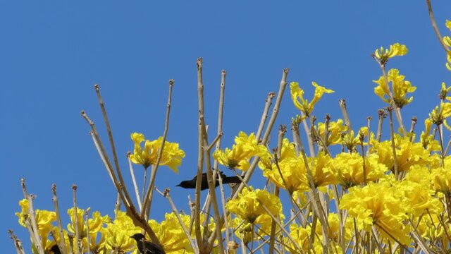 A group of Variable oriole (Icterus pyrrhopterus) bird on the top of an yellow eye catch tree.