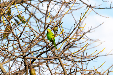 Green parrot perched on some branches