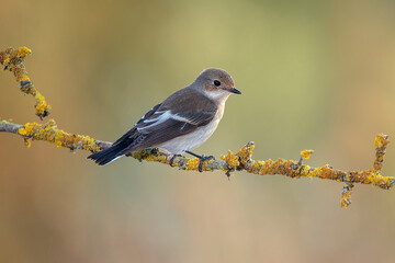 pied flycatcher perched on a branch warm background