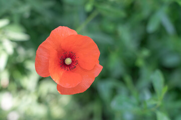 beautiful red poppy on a green background