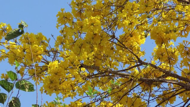  Variable oriole (Icterus pyrrhopterus) bird on the top of an yellow eye catch tree.