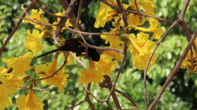 A black bird with a yellow feather feeds on a Yellow Ipe (Handroanthus albus). Variable oriole (Icterus pyrrhopterus) bird on a branch.  Eye catch scenic tree.
