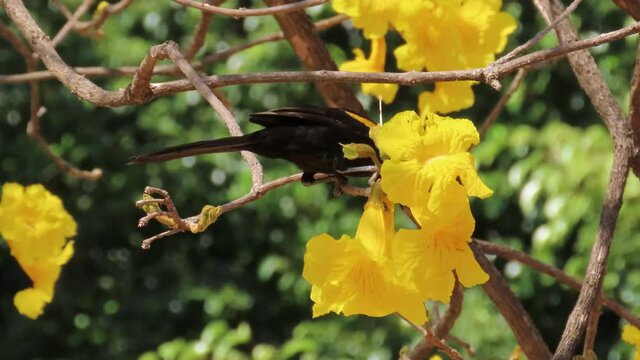 A black bird with a yellow feather feeds on a Yellow Ipe (Handroanthus albus). Variable oriole (Icterus pyrrhopterus) bird on a branch.  Eye catch scenic tree.