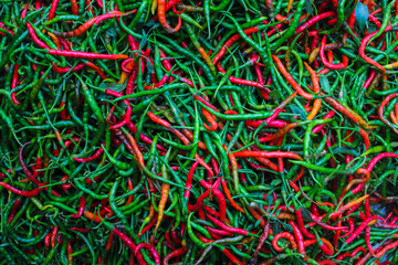 Fresh curly red and green chilies (Cabai Merah Keriting) harvested from fields by Indonesian local farmers. Selective focus of Hot chili pepper stock images. Agriculture background.