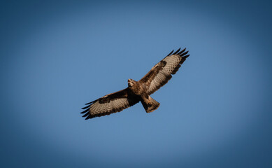 vulture in flight