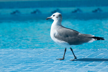 Gaviota a la orilla de una alberca
