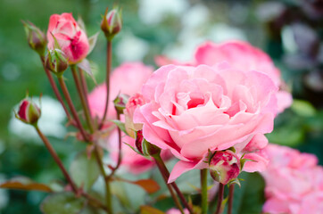 Roses. Blooming pink buds on  background of green leaves. Beautifully blooming garden plants.