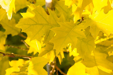 Yellow leaves on  tree branch. Autumn nature. Botany