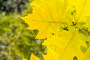 Yellow leaves on  tree branch. Autumn nature. Botany