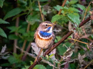 Nightingale Bluethroat on a blade of grass

Razvilka village, Moscow region