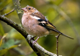 Finch on a branch

Southeast Forest Park, Moscow