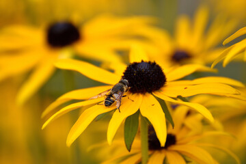 Fototapeta premium bee on sunflower