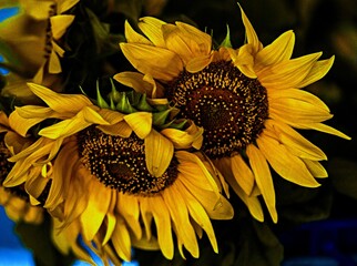 a bouquet of sunflowers surrounded by blue light