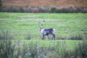 Reindeer buck,Helgeland,Northern Norway,scandinavia,Europe