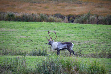 Reindeer buck,Helgeland,Northern Norway,scandinavia,Europe