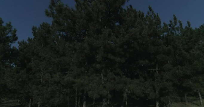 The edge of the coniferous forest on a sunny day, a small artificial forest of conifers