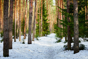 Trunks in a pine forest in winter day. Nature ladscape