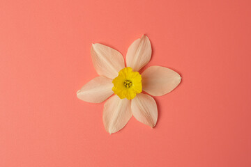 narcissus flower close-up on a pink background