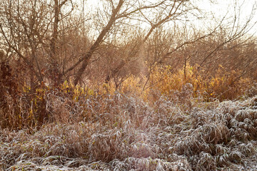 Branches of trees with yellow and red leaves and frost in late autumn