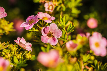 Blooming shrubs Potentilla Fruticosa (Cinquefoil) in garden. Outdoor plants, deciduous shrubs, macro