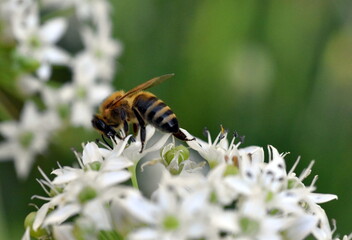 Biene auf einer Zierlauchblüte
