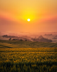 Sunset or sunrise on a golden wheat field © Silvana