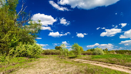 Forest, field, road against blue sky and white clouds in summer