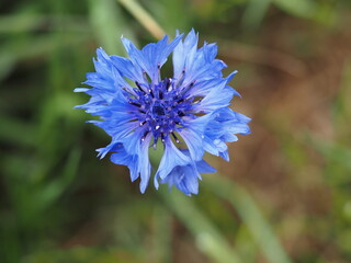 Eine blaue Kornblume in einem Blumenbeet