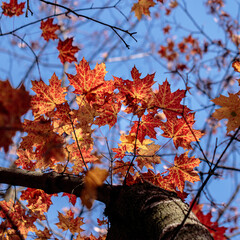 Branch with autumn leaves in the forest