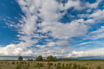 Field, grass and trees in summer against a blue sky with white clouds